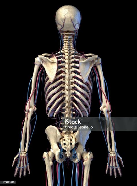 Human Body Anatomy Skeleton With Veins And Arteries Back View Stock