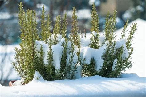 Beat The Cold Here Is How To Easily Winterize Rosemary