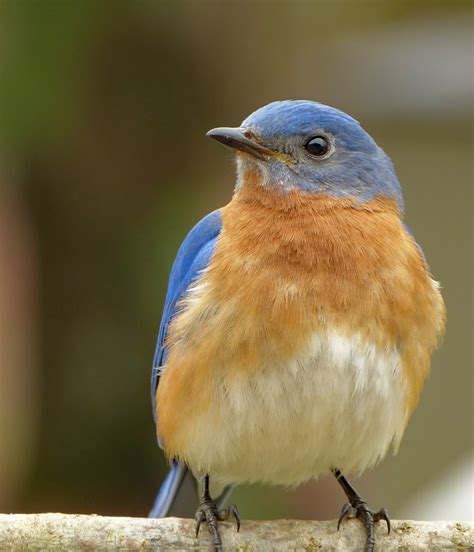 Male Eastern Bluebird Posing For A Close Up Feederwatch
