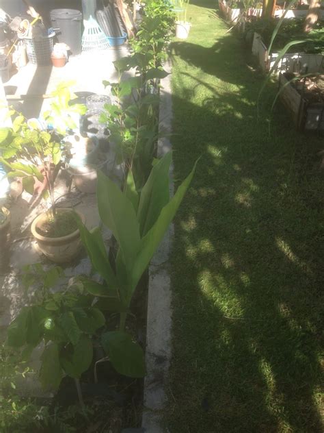 Tanam tebu di tepi bibir. Jom Tanam Sayur ( JTS ) : Sistem Tanaman dalam Longkang ...