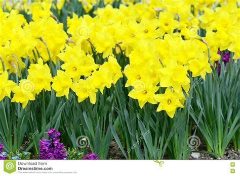 Yellow Daffodil In A Flowerbed Stock Photo Image Of Spring Fresh