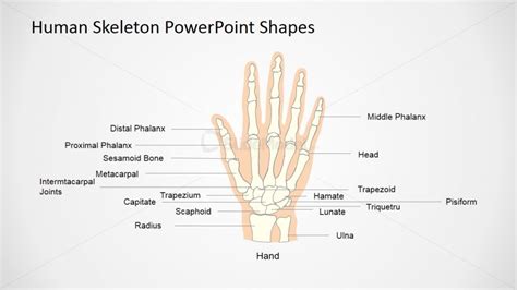 Human Skeleton Presentation Template Hand Slidemodel