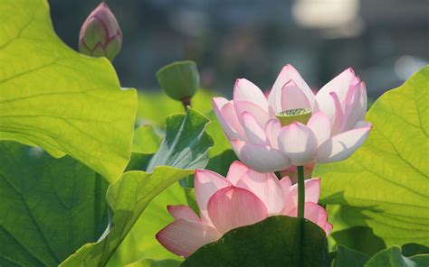 Maybe you would like to learn more about one of these? Lotus Flower Wallpapers, Pictures, Images