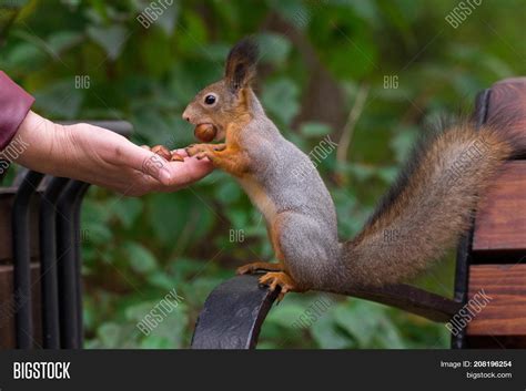Squirrel Eats Nuts Out Image And Photo Free Trial Bigstock