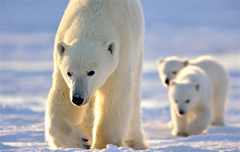 Facts About Polar Bears Varananda