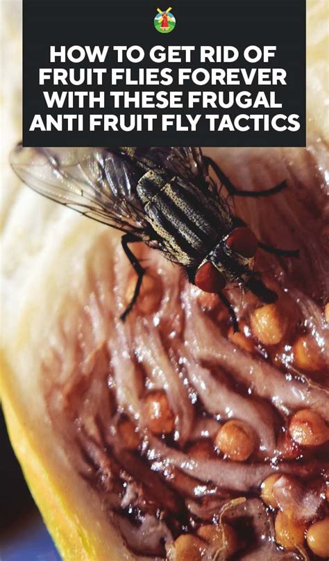 How To Get Rid Of Fruit Flies Forever With These Frugal Tactics