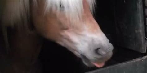 Horse Makes Farting Noises With Mouth Video