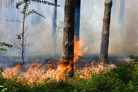 Forest Fire — Stock Photo © Olegdoroshenko 24999337