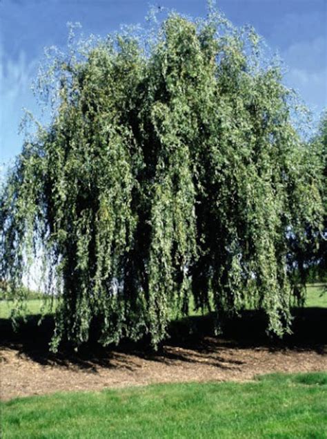 Rare Weeping Golden Curly Willow Tree Cutting Grow A Etsy