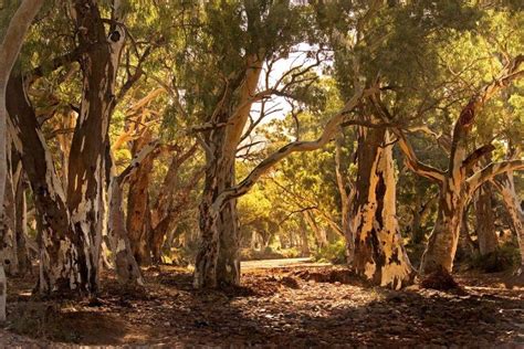 River Red Gums Australia Landscape Landscape