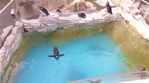 Penguins Swim Playpengun Aquarium Nagasaki Japan 4k Hd Youtube