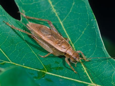 Jumping Bush Cricket Songs Of Insects