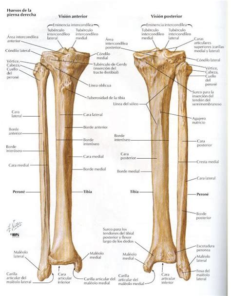 Créditos A Atlas De Anatomía Humana Netter 2da Edición Anatomia