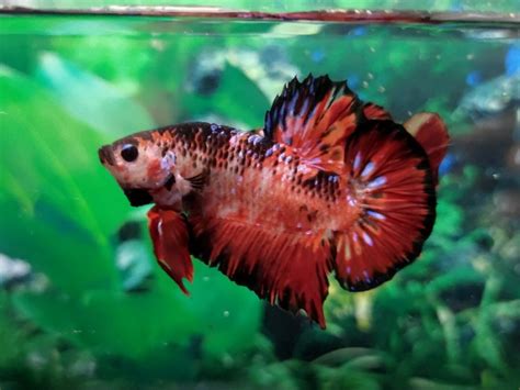 Giant Male Betta Planted Aquaria Bring Nature Home