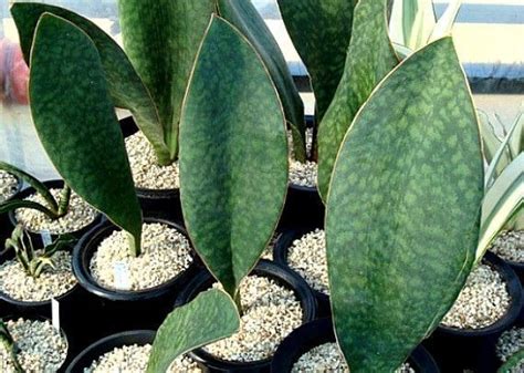 Stylish, modern & unique plants designed to impress. Sansevieria masoniana - Whale Fin - Masons Congo ...