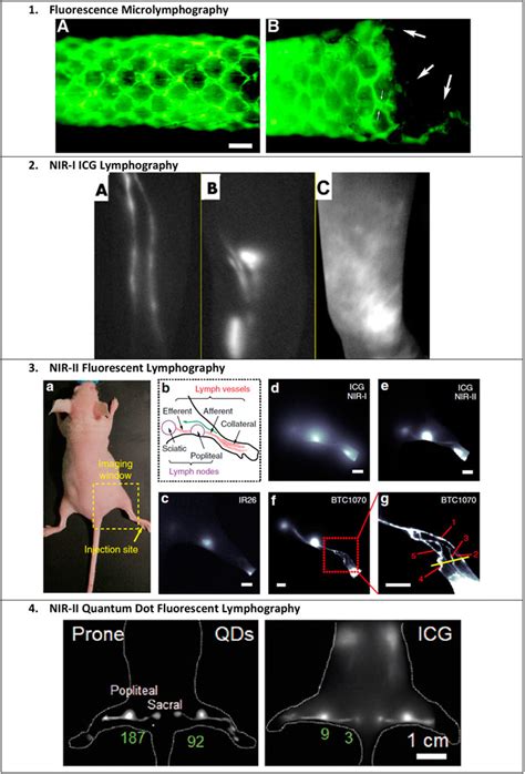 Frontiers Fluorescent Tracers For In Vivo Imaging Of Lymphatic Targets