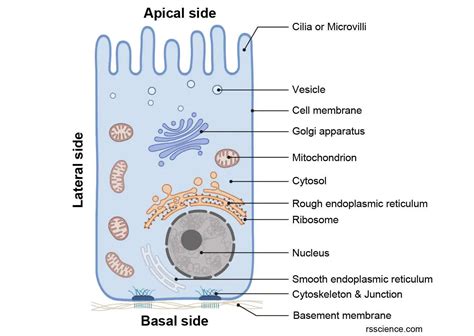 Epithelium Definition Characteristics Cell Structures Types And