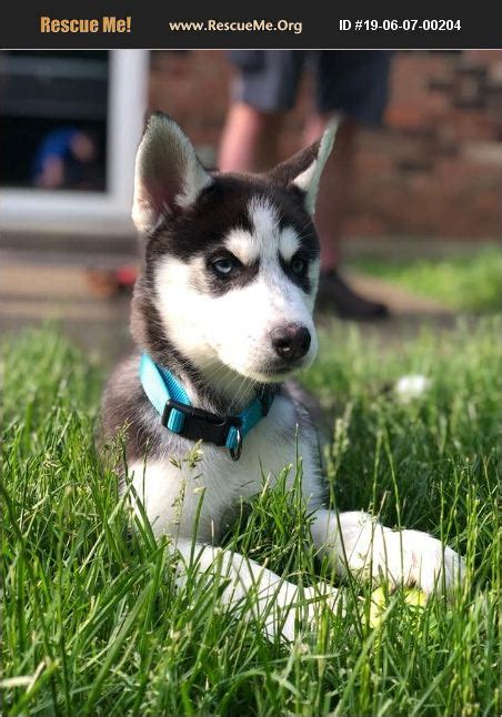 Adopt 19060700204 ~ Siberian Husky Rescue ~ Dayton Oh
