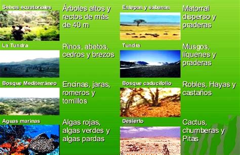Cu Les Son Los Tipos De Biomas Que Existen Blog Did Ctico