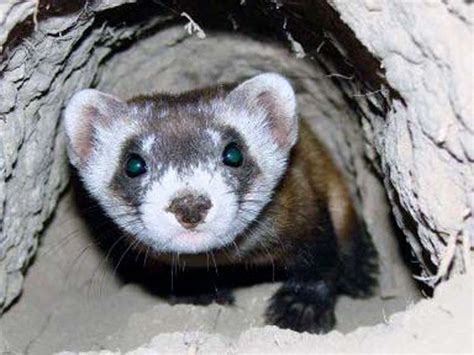 Black Footed Ferret Rediscovered National Geographic Society