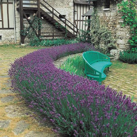 Dwarf Lavender Munstead 7cm Plug Plants J Parker Dutch Bulbs