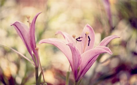 Wallpaper White Nature Grass Blossom Pink Leaf Flower Lily