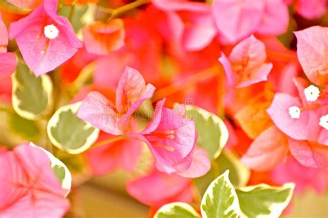 Pinky Plants Flowers Stock Image Image Of Nature Pink 25959597