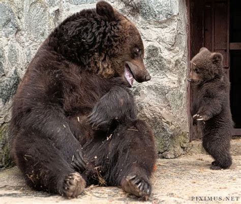 Mother Bear Angry At Her Cub Animals