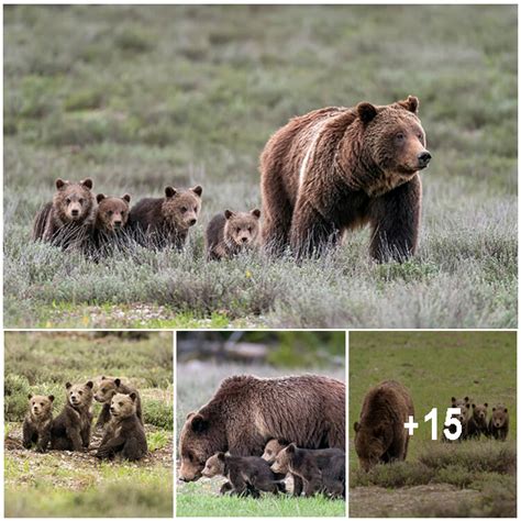 incredible wild grizzly bear becomes famous worldwide after delivering 4 cubs at age 24