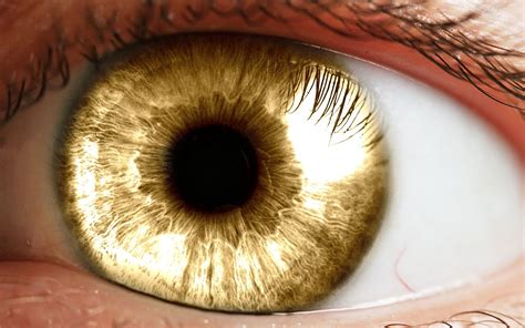 Golden Eye Gold Aesthetic Golden Eyes Amber Eyes