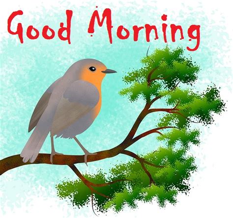 Birds Images With Good Morning Messages Your Hop