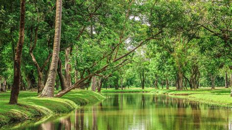 Beautiful Nature River In The Green Forest Wallpaper