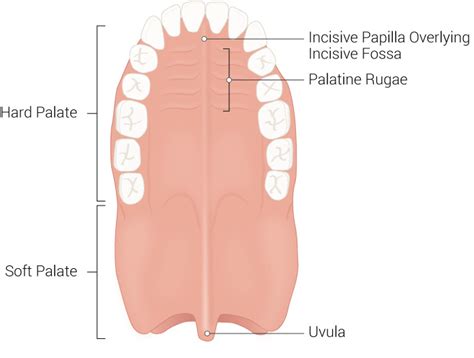 Hard And Soft Palate Diagram