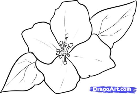 How To Draw A Jasmine Step By Step Flowers Pop Culture Free Online