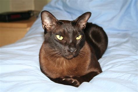 Everything You Need To Know About The Black Burmese Cat Petsmont