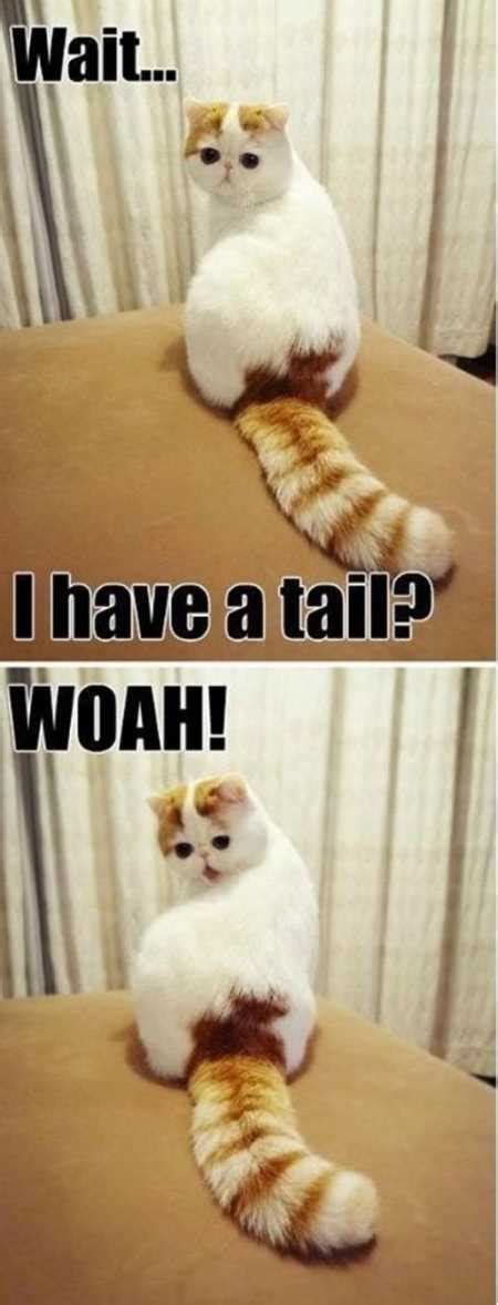 34 Super Funny And Cute Animal Pictures
