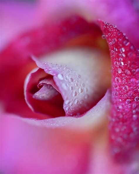 Soft Dewy Rosebud Vertical Photograph By Teresa Wilson Fine Art America