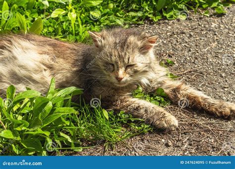 The Cat Is Lying On The Street The Pregnant Cat Poses For The