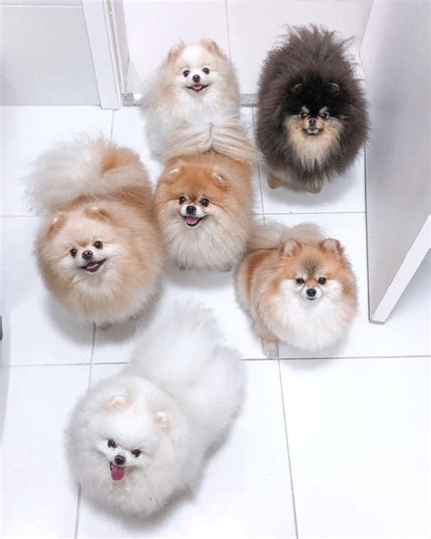 Westpommern hund süße haustiere im haus stockfoto. Boo Family, der süßeste Hund der Welt, Boo der Pomeranian ...