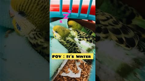 Baby Budgies Sleeping With Blanketbudgies Viral Birds Pets