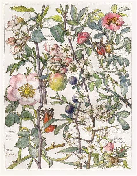 Wild Rose Flower Botanical Print By Isabel Adams Antique Print