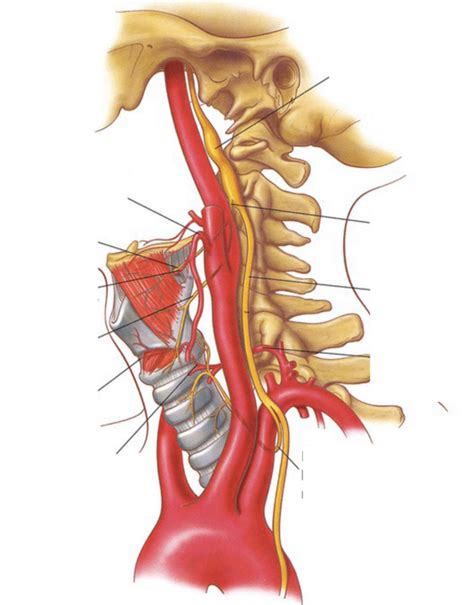 6 Arteries Nerves To Larynx Diagram Quizlet