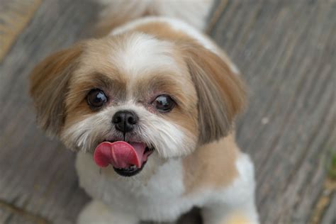 Shih Tzu Breeders In Ohio Top 8 Choices