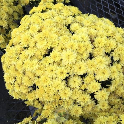 Garden Mum Chrysanthemum Dawn Yellow