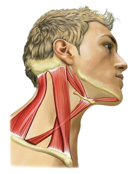 Cervical Muscles Photograph By Asklepios Medical Atlas
