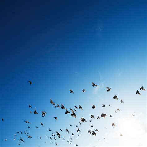 Free Images Nature Wing Group Sky Air Flock Flying Wildlife