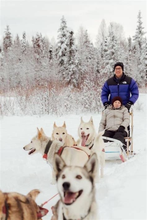 Sled Dog Kennel Tour Dogsled Ride Dog Sledding Sled Ride Iditarod