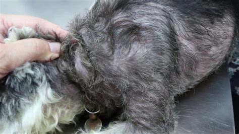 Chronic Skin Diseases In A Miniature Schnauzer Youtube Dog Breeds Picture