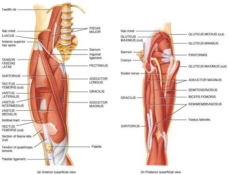 Peroneus longus is a superficial muscle. Muscles And Ligaments Of The Hip | MedicineBTG.com