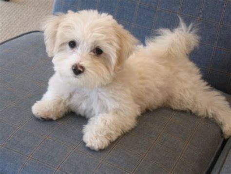 Yorkieadult Maltipoo Puppy Havanese Puppies Maltese Poodle Mix